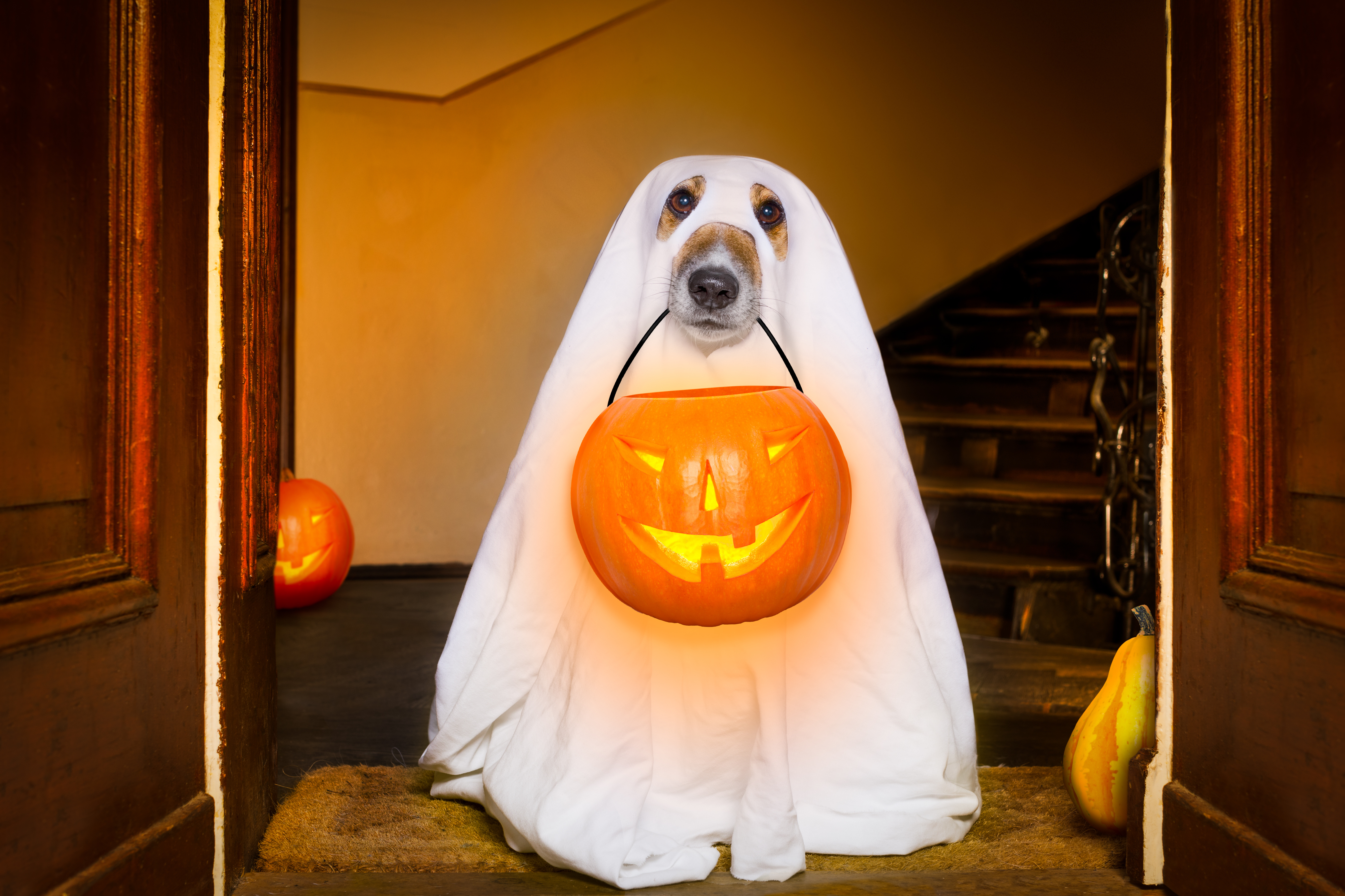 Living Magazine Halloween Pet Costume Contest