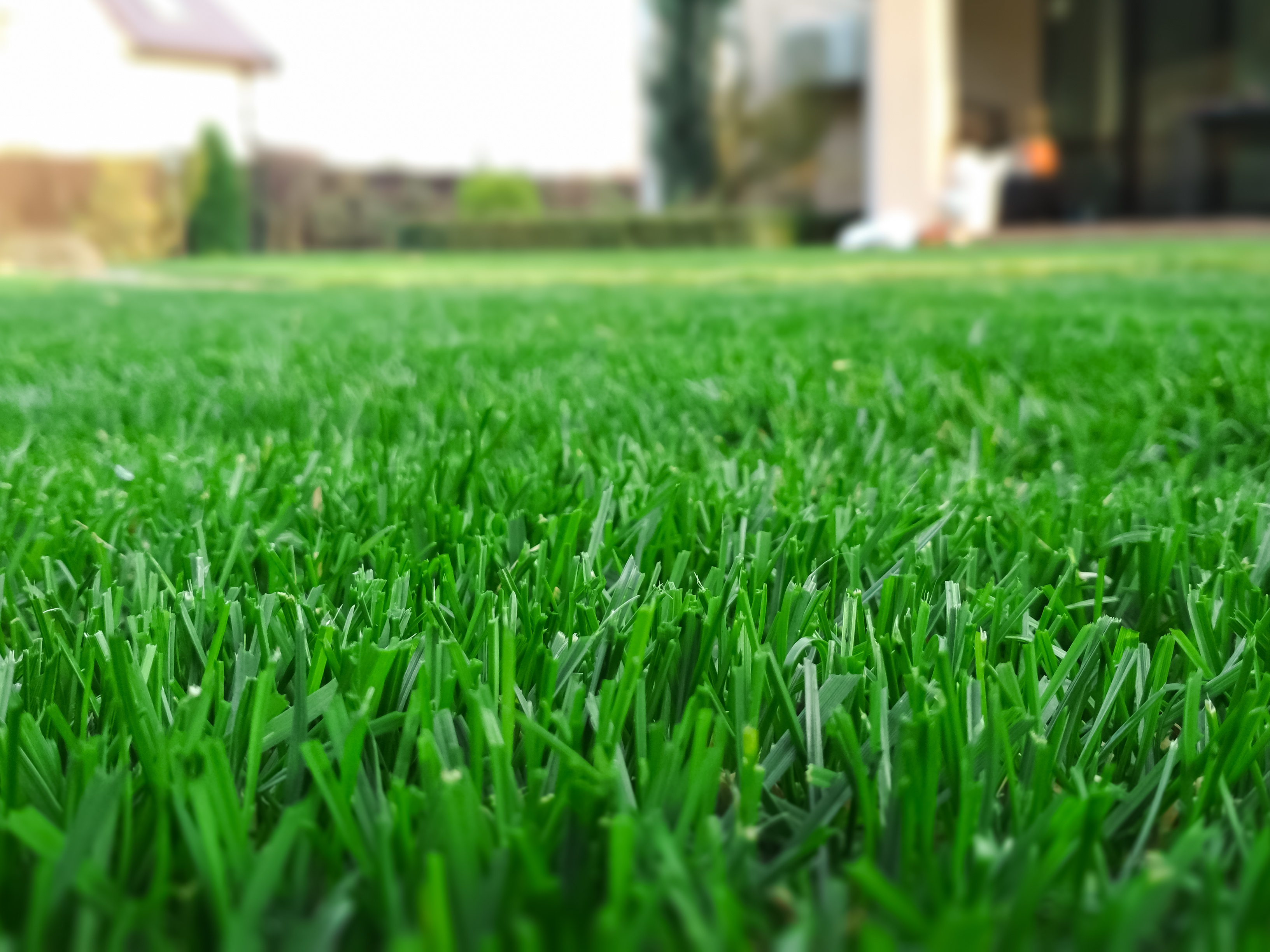 7 tips for a great lawn
